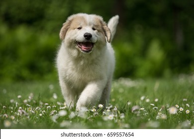 Running Great Pyrenees Puppy