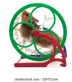 running hamster on white background