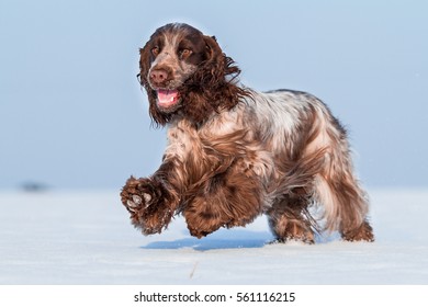 Running Happy English Cocker Spaniel On Snow