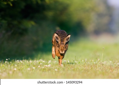 Running Hare