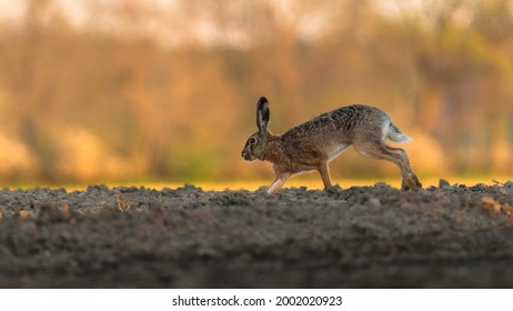 Running Hare On Rising Sun