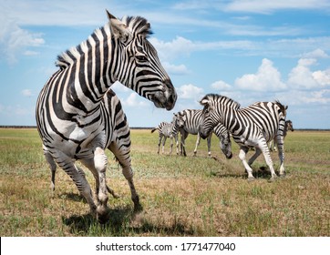 A running herd of zebras in a national biosphere reserve Askania-Nova, Ukraine. It shows dynamics and gracefulness of wild animals