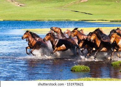 Running Horses in lake water - Powered by Shutterstock