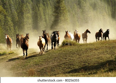 Running Horses On Montana Ranch