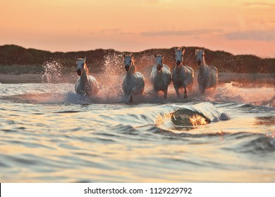 Running horses on water with splash