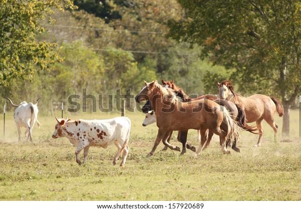 horses for texas ag exemption