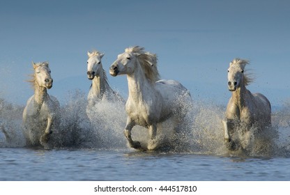 Horses Running Through Water
