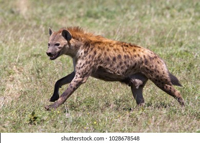 Running hyena in Serengeti National Park in Tanzania