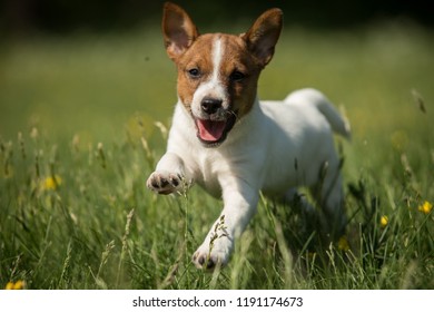 jack russell terrier images stock photos vectors shutterstock
