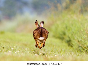 Running Jackrabbit