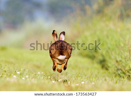 Running Jackrabbit