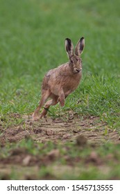 Running Jackrabbit In A Field