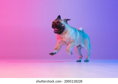 Running  jumping  One little cute pug  dog  pet isolated gradient purple pink background in neon light  Concept motion  pets love  animal life  Copyspace for ad