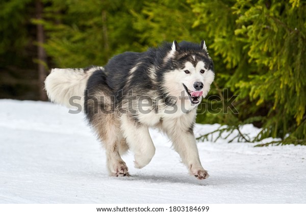 Running Malamute dog on sled dog racing. Winter dog\
sport sled team competition. Alaskan Malamute dog in harness pull\
skier or sled with musher. Active running on snowy cross country\
track road