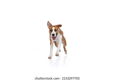 Running. One Staffordshire Terrier Dog Posing Isolated On White Studio Background. Looks Happy, Delighted. Concept Of Motion, Action, Pet's Love. Copy Space For Ad, Text