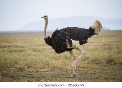 Running ostrich - Serengeti National park - Tanzania