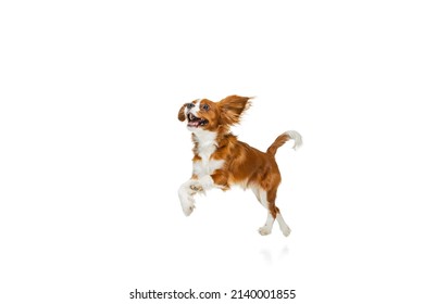 Running. Portrait of beautiful cute dog, King Charles Spaniel isolated over white studio background. Concept of motion, beauty, fashion, breeds, pets love, animal. Copy space for ad