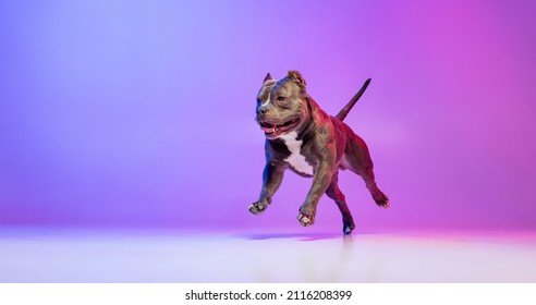 Running  Portrait purebred dog staffordshire terrier posing isolated over studio background in neon gradient pink purple light  Concept motion  action  pets love  animal