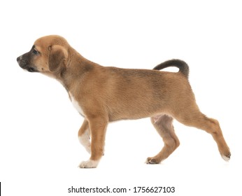 Running Puppy Isolated On A White Background.