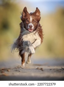 Running red Border Collie outdoors  - Shutterstock ID 2207722379