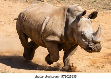 Running Rhino