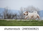 Running sealyham terrier on a walk