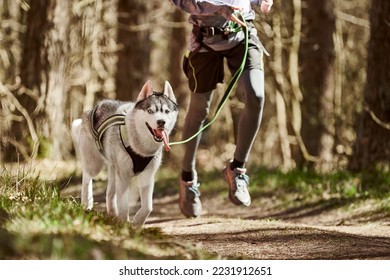 Running Siberian Husky sled dog in harness pulling man on autumn forest country road, outdoor Husky dog canicross. Autumn canicross championship in woods of running man and Siberian Husky dog - Powered by Shutterstock