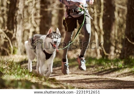 Running Siberian Husky sled dog in harness pulling man on autumn forest country road, outdoor Husky dog canicross. Autumn canicross championship in woods of running man and Siberian Husky dog Stock photo © 