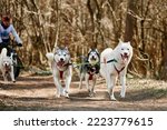 Running Siberian Husky sled dogs in harness on autumn forest dry land, three Husky dogs outdoor mushing. Autumn sports championship in woods of running Siberian Husky sled dogs pulling musher