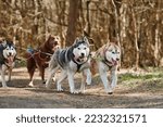 Running Siberian Husky sled dogs in harness on autumn forest dry land, four Husky dogs outdoor mushing. Autumn sports championship in woods of running Siberian Husky sled dogs pulling musher