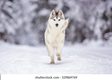running Siberian husky wolf dog in winter forest outdoor on the snow