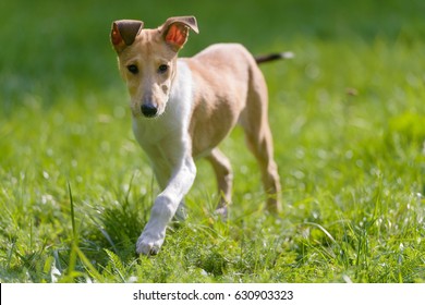 Running Smooth Collie