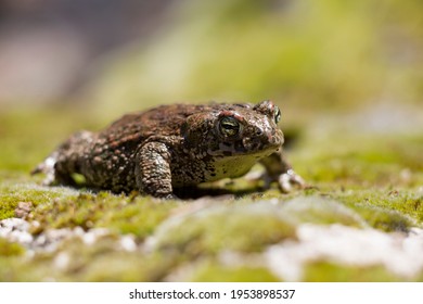 Running Toad Leaning On The Moss.