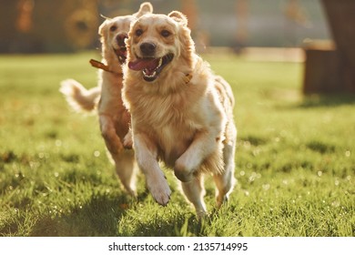 Running together. Two beautiful Golden Retriever dogs have a walk outdoors in the park together.