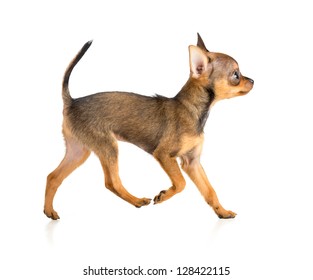 running toy terrier puppy profile