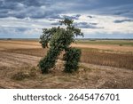 Running Tree, unusual shaped tree on the edges of Sliven and Stara Zagora Provinces, Bulgaria