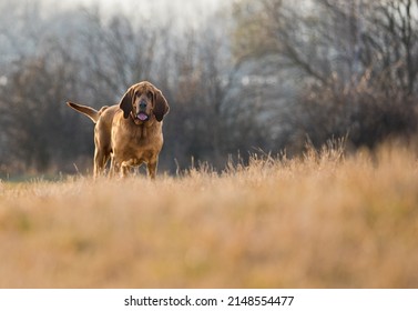 Running Ugly Dog Blood Hound 