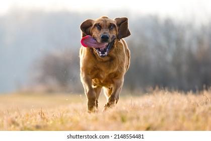 Running Ugly Dog Blood Hound 