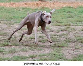 Running Weimaraner Dog In An Off Leash Dog Park Near Lyon, France