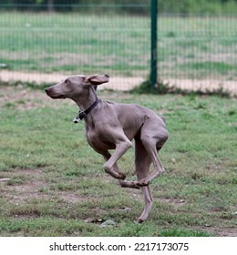 Running Weimaraner Dog In An Off Leash Dog Park Near Lyon, France