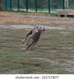 Running Weimaraner Dog In An Off Leash Dog Park Near Lyon, France