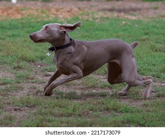 Running Weimaraner Dog In An Off Leash Dog Park Near Lyon, France