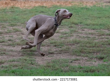 Running Weimaraner Dog In An Off Leash Dog Park Near Lyon, France