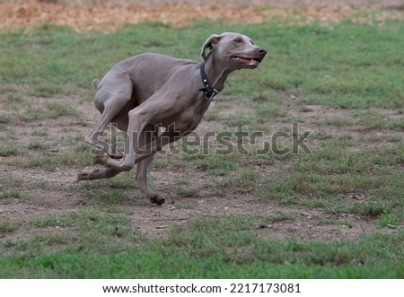 Similar – hunt Dog Hunting Hound