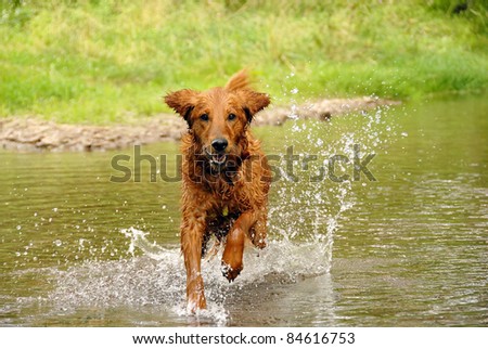 running wet orange golden retriever dog over water outdoors