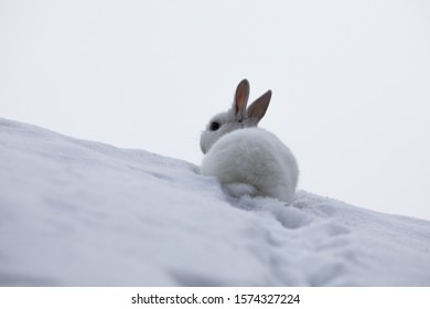 Running White Rabbit In The Snow