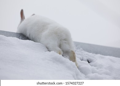 Running White Rabbit In The Snow