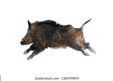 running-wild-boar-isolated-on-260nw-1304