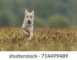 running wolf