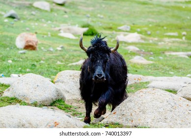 Running Yak 